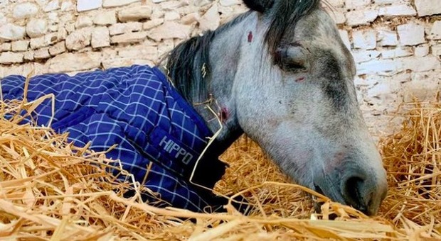 Pony picchiato a morte da un gruppo di adolescenti. «Un'agonia, colpito su schiena e muso»