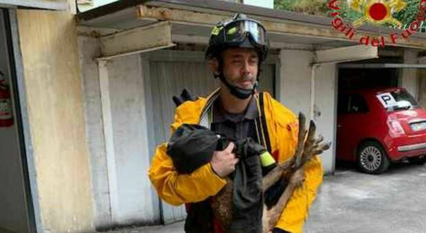 Capriolo salvato dai Vigili del fuoco a Pioraco: non riusciva più a risalire le sponde del fiume Potenza