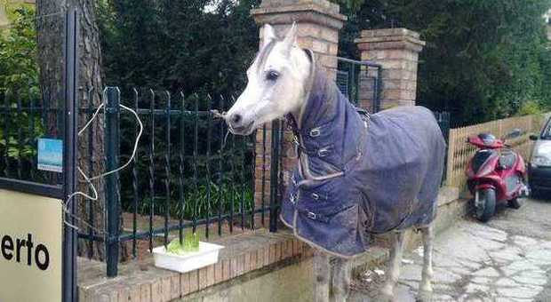 Traffico in tilt: un cavallo a spasso per Recanati Traffico in tilt: un cavallo a spasso per Recanati