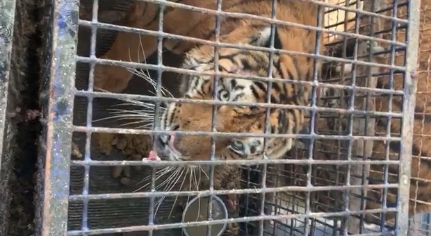 Dieci tigri trasportate da Latina alla Russia: una morta, altre in fin di vita. La denuncia della Lav