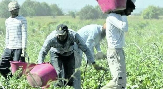 Raccolta prodotti agricoli nel Viterbese, la carenza di lavoratori stagionali spinge in alto i prezzi `