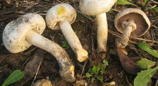 Funghi velenosi a pranzo: un morto, gravi la moglie e la badante che li aveva raccolti
