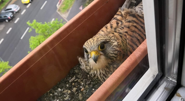 Il falco nidifica nel vaso di casa (immagini e video pubblicati su Facebook da Judita Zajtkova)