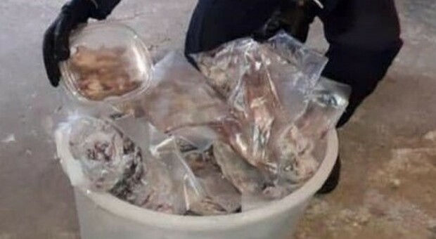Sequestrati 235 ghiri congelati e arrestate tre persone a Delianuova (RC): era il cibo prelibato sui banchetti dei clan della Ndrangheta