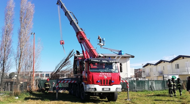 Civitanova, pioppo di 25 metri stroncato dal vento si abbatte sul tetto di una casa Civitanova, pioppo di 25 metri stroncato dal vento si abbatte sul tetto di una casa
