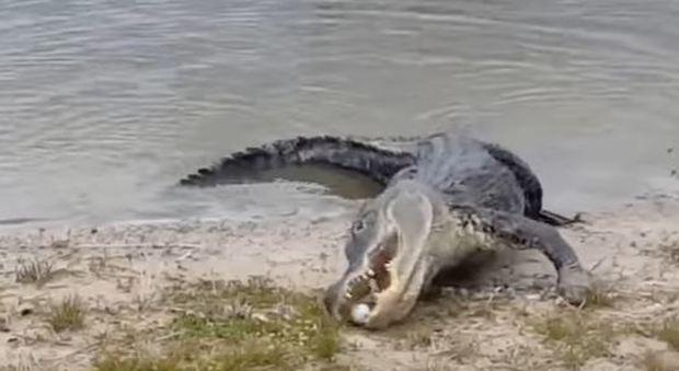 Florida, coccodrillo disturbato dai golfisti sgranocchia la pallina