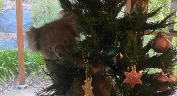 Tornano a casa e trovano un'inaspettata sorpresa: un koala aggrappato al loro albero di Natale