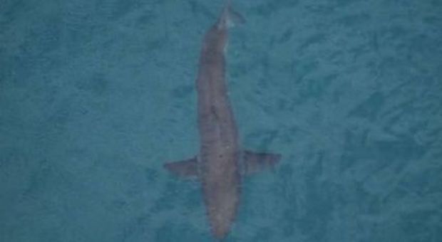 Squalo attacca un surfista e lo uccide: chiusa la spiaggia di Salt Beach in Australia Squalo attacca un surfista e lo uccide: chiusa la spiaggia di Salt Beach in Australia