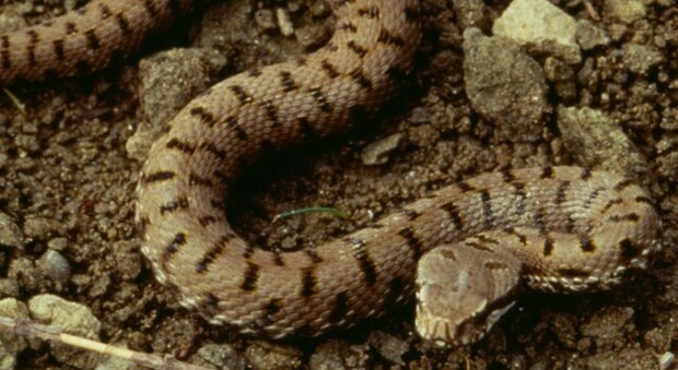 Una vipera Una vipera