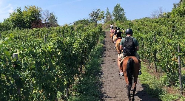 Turisti a cavallo tra i vigneti del Vesuvio in Campania Turisti a cavallo tra i vigneti del Vesuvio in Campania