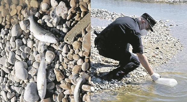 Strage di pesci alla foce del fiume: «É un atto criminale, ma li prenderemo»