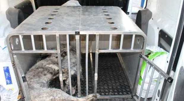 Ancona, cacciatori senza cuore: fanno morire i cani nella stiva del traghetto