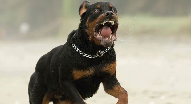 Aggredito da tre rottweiler in giardino Gambe amputate a uomo di 43 anni Aggredito da tre rottweiler in giardino Gambe amputate a uomo di 43 anni