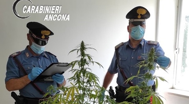 maiolati Sotnini, il sottotetto del casolare come una serra per coltivare marijuana: denunciato un 40enne