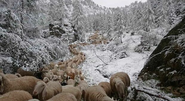 Meteo in Veneto, maltempo e prima neve in montagna. Anche le pecore in difficoltà