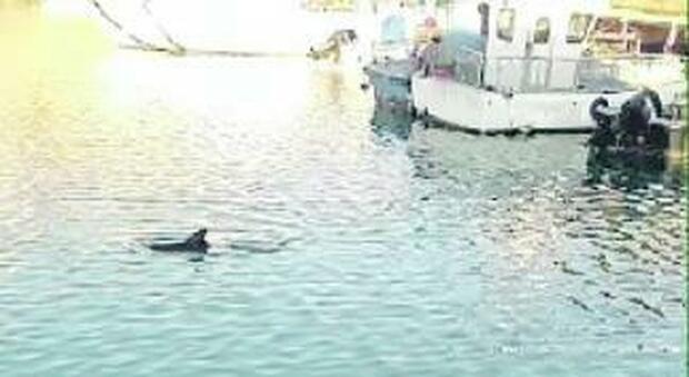 Un cucciolo di delfino nel bacino della Mole Vanvitelliana, corsa per salvarlo
