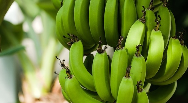 Banane a rischio a causa di un fungo Piantagioni in quarantena, cosa succede