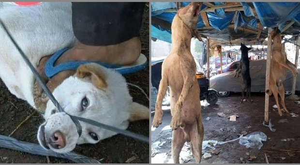 Cani impiccati: Egitto sotto choc, polemiche sul dilagare del randagismo