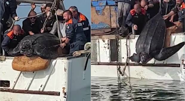 Le immagini del rilascio in mare avvenuto pochi minuti fa. (immagini pubblicate su Fb da Fondazione Cetacea in collaborazione con il maresciallo Tamarindo)