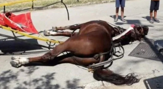 Oristano, cavallo muore d'infarto dopo una gara a 41°: la protesta degli animalisti