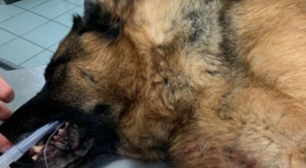 Il cane ferito (immag diffusa sui social e da quotidiani locali tra i quali Il Dolomiti)
