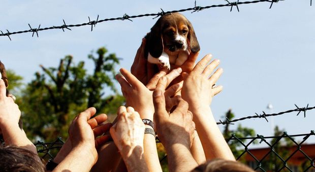 L'azione per liberare i beagle della Green hill