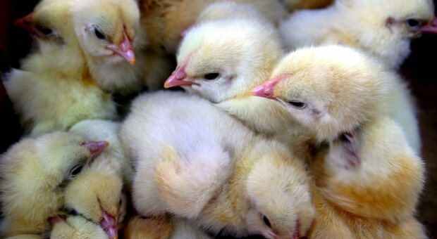 Focolaio di aviaria scoperto in un allevamento, 700 animali da abbattere. In arrivo ordinanza di Zaia