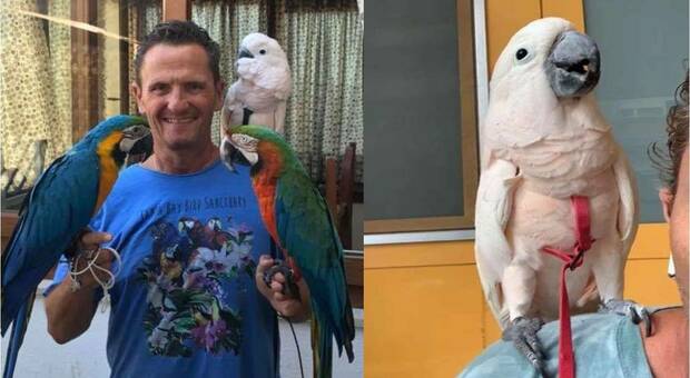 Vola via Jerry, l'amato pappagallo di Enzo Salvi. Il disperato appello dell'attore sui social. (immagini pubbl sulla pag Fb di Enzo Salvi) Vola via Jerry, l'amato pappagallo di Enzo Salvi. Il disperato appello dell'attore sui social. (immagini pubbl sulla pag Fb di Enzo Salvi)