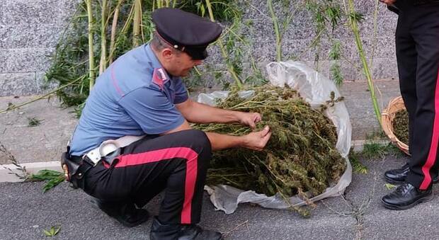 Roma, serra di marijuana nel giardino, sequestrati 11 chili di droga. In manette 53enne