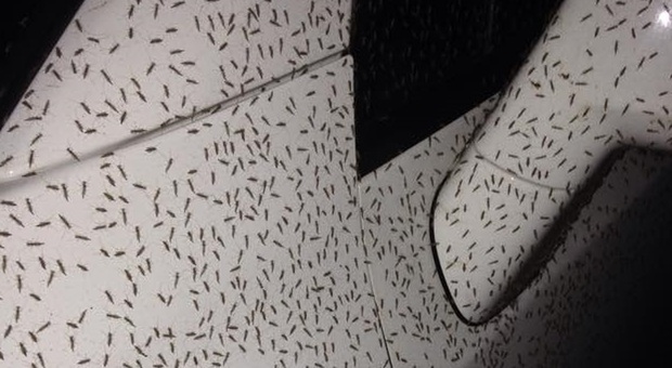 Orbetello invasa dai moscerini: turisti furiosi e locali in difficoltà. Cosa sappiamo