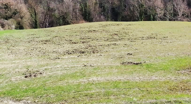 Campo rovinato dai cinghiali, aumentano le proteste per l assenza di misure di contenimento Campo rovinato dai cinghiali, aumentano le proteste per l assenza di misure di contenimento