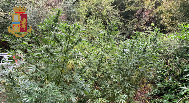 Roma, nella riserva di Decima Malafede scoperta coltivazione di marijuana