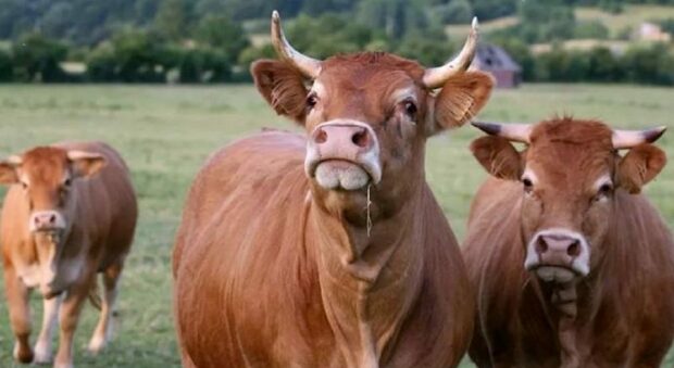 Travolta da una mucca cade: donna gravissima Travolta da una mucca cade: donna gravissima