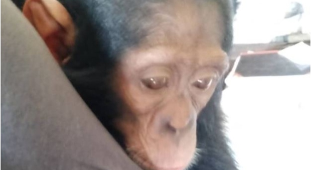 Scimpanzé vengono rapiti da un santuario, banditi chiedono riscatto: «Altrimenti li decapitiamo»