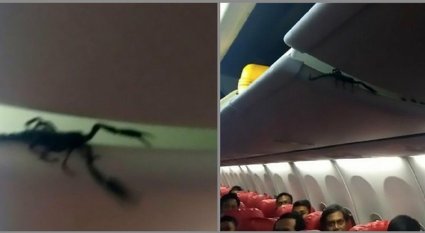 Scorpione gigante cammina sulla testa dei passeggeri: panico sull'aereo in Indonesia