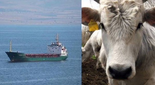 Odissea nel Mediterraneo, 2 navi con 2.600 bovini a bordo in mare da dicembre: animali stremati
