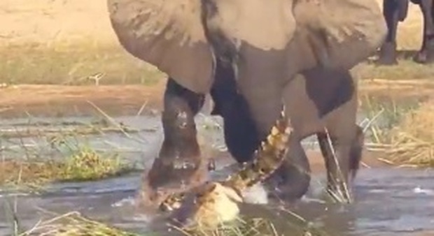 Mamma elefante uccide il coccodrillo per difendere il suo cucciolo: il video è virale