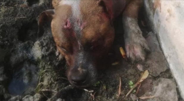 Il povero cane ucciso a Paternò. (immagini diffuse dall'associazione Cuori Randagi su Fb) Il povero cane ucciso a Paternò. (immagini diffuse dall'associazione Cuori Randagi su Fb)