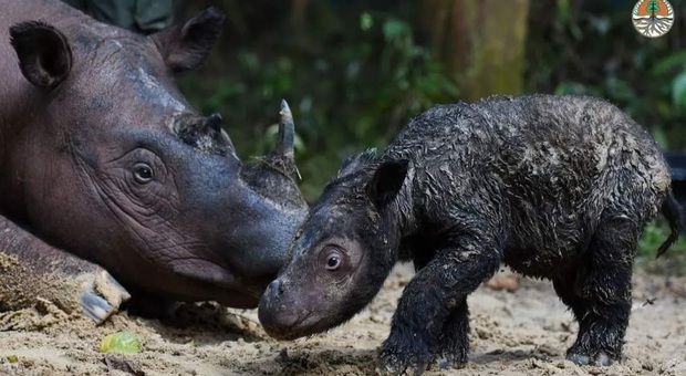 Sumastra, nasce rarissimo esemplare di rinoceronte: è una femmina Video