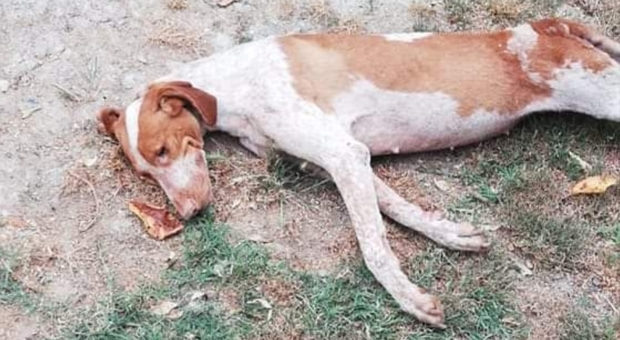 Abbandonata da quattro famiglie, Fragolina muore di dolore: la cagnolina commuove il web Abbandonata da quattro famiglie, Fragolina muore di dolore: la cagnolina commuove il web