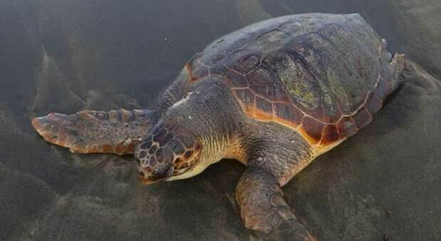 Mangiano carne di tartaruga velenosa: sette morti, tra cui un bambino