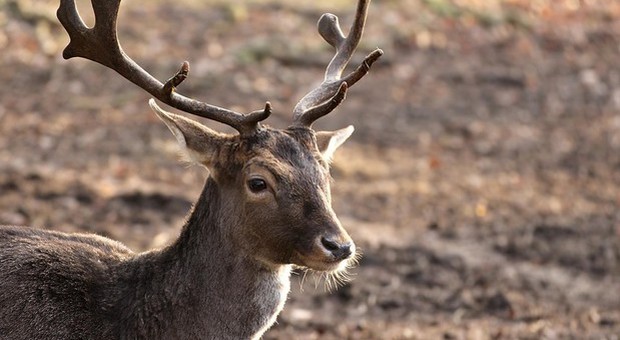 Val di Sole, padre e figlio decapitavano cervi: denunciati dalla forestale Val di Sole, padre e figlio decapitavano cervi: denunciati dalla forestale
