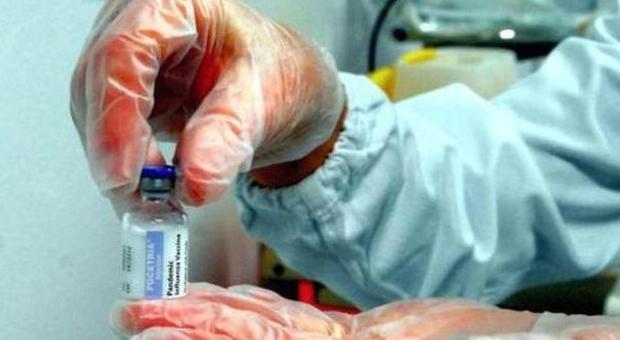 Influenza suina, muore una donna Da inizio anno 4 vittime in Veneto