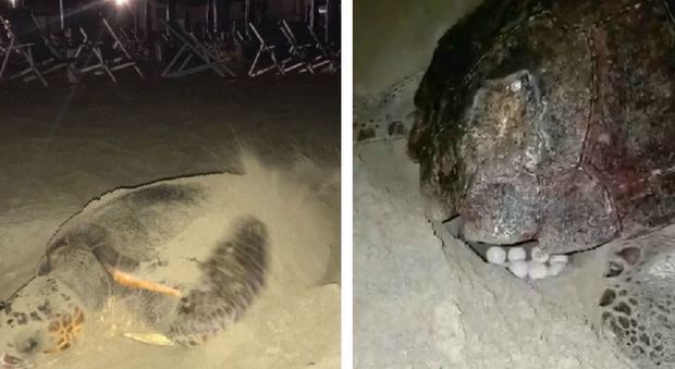 L'area transennata dove ha depositato le uova la tartaruga L'area transennata dove ha depositato le uova la tartaruga