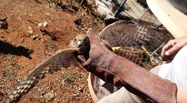 Teneva con sé un falco in via di estinzione: scatta la denuncia. Il rapace è stato sequestrato