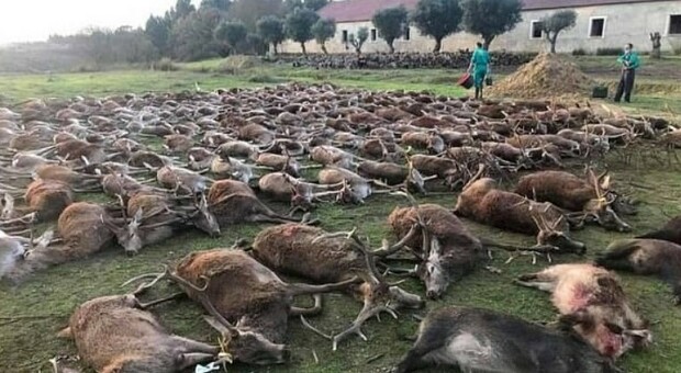 Portogallo sotto choc, massacrati 450 cervi e cinghiali: 16 cacciatori accusati di «crimini ambientali»