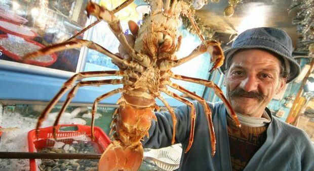 Aragoste, i veterinari agli chef: «Anestesia prima del tuffo in pentola» Aragoste, i veterinari agli chef: «Anestesia prima del tuffo in pentola»
