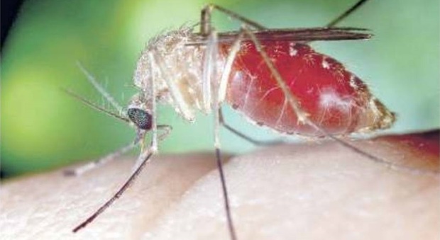 West Nile, in Polesine record di zanzare infette