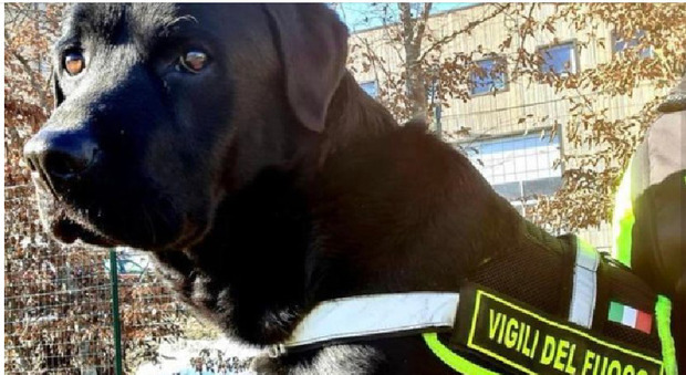 Maxi conto per le cure a Tyson cane-pompiere: «8000 euro o va soppresso». La deputata denuncia il caso