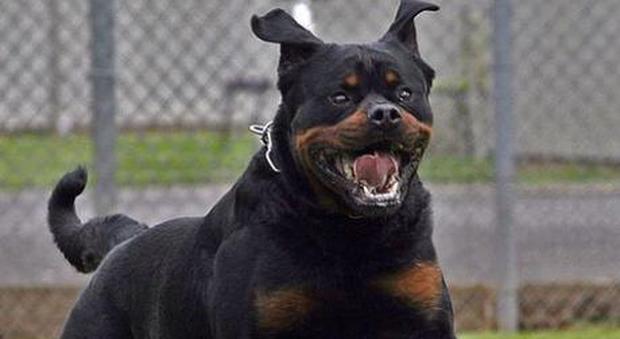 Bimba di 14 mesi sbranata e uccisa dal Rottweiler: abbattuto il cane Bimba di 14 mesi sbranata e uccisa dal Rottweiler: abbattuto il cane